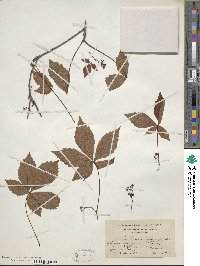 Parthenocissus quinquefolia image