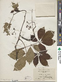 Parthenocissus quinquefolia image