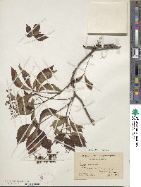 Parthenocissus quinquefolia image