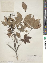 Parthenocissus quinquefolia image