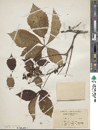 Parthenocissus quinquefolia image