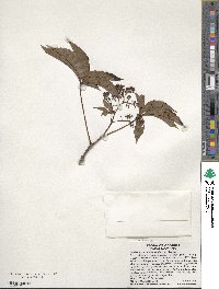 Parthenocissus quinquefolia image