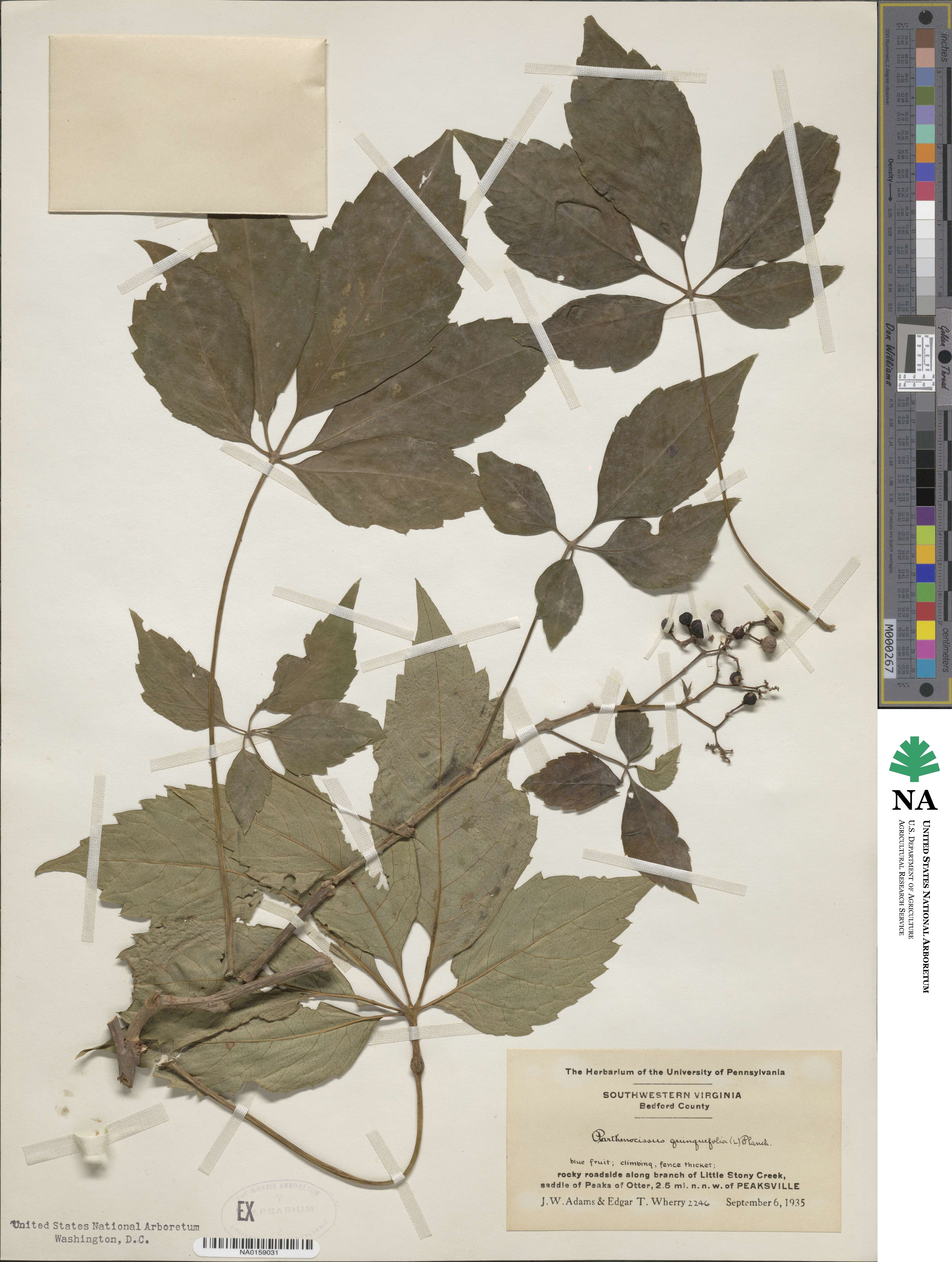 Parthenocissus quinquefolia image