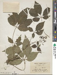 Parthenocissus quinquefolia image