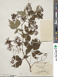 Parthenocissus quinquefolia image