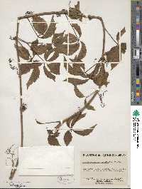 Parthenocissus quinquefolia image