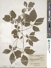 Parthenocissus quinquefolia image