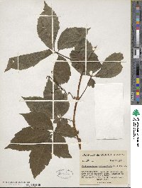 Parthenocissus quinquefolia image