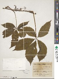 Parthenocissus quinquefolia image