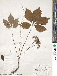 Parthenocissus quinquefolia image