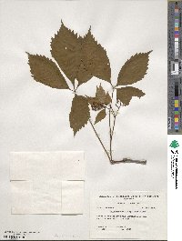 Parthenocissus quinquefolia image