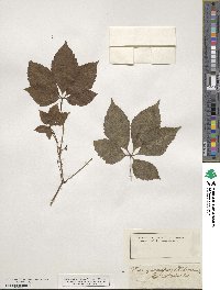 Parthenocissus quinquefolia image