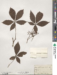 Parthenocissus quinquefolia image