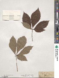 Parthenocissus quinquefolia image