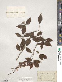 Parthenocissus quinquefolia image