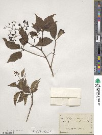 Parthenocissus quinquefolia image