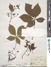 Parthenocissus quinquefolia image