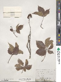 Parthenocissus quinquefolia image