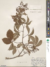 Parthenocissus quinquefolia image