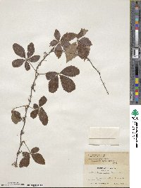 Parthenocissus quinquefolia image