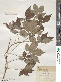 Parthenocissus quinquefolia image