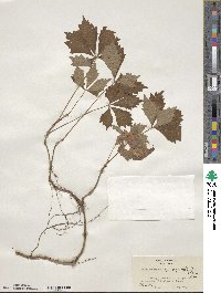 Parthenocissus quinquefolia image