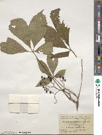 Parthenocissus quinquefolia image