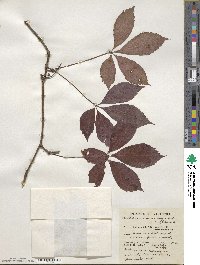 Parthenocissus quinquefolia image