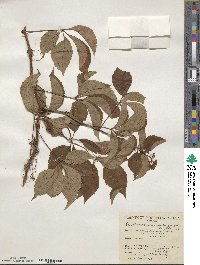 Parthenocissus quinquefolia image