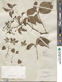 Parthenocissus quinquefolia image