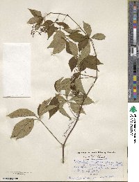 Parthenocissus quinquefolia image