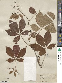 Parthenocissus quinquefolia image