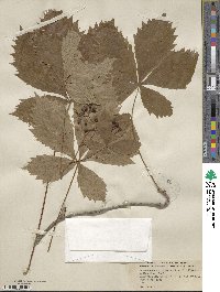 Parthenocissus quinquefolia image