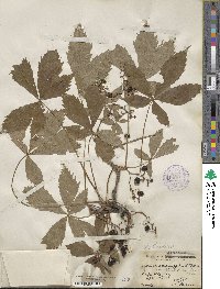 Parthenocissus quinquefolia image