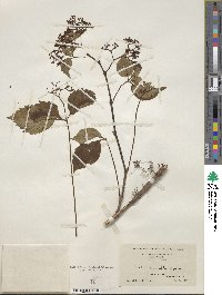 Parthenocissus quinquefolia image