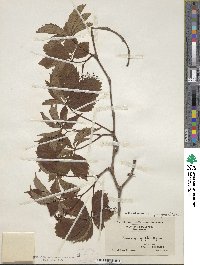 Parthenocissus quinquefolia image