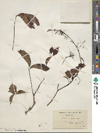 Parthenocissus quinquefolia image