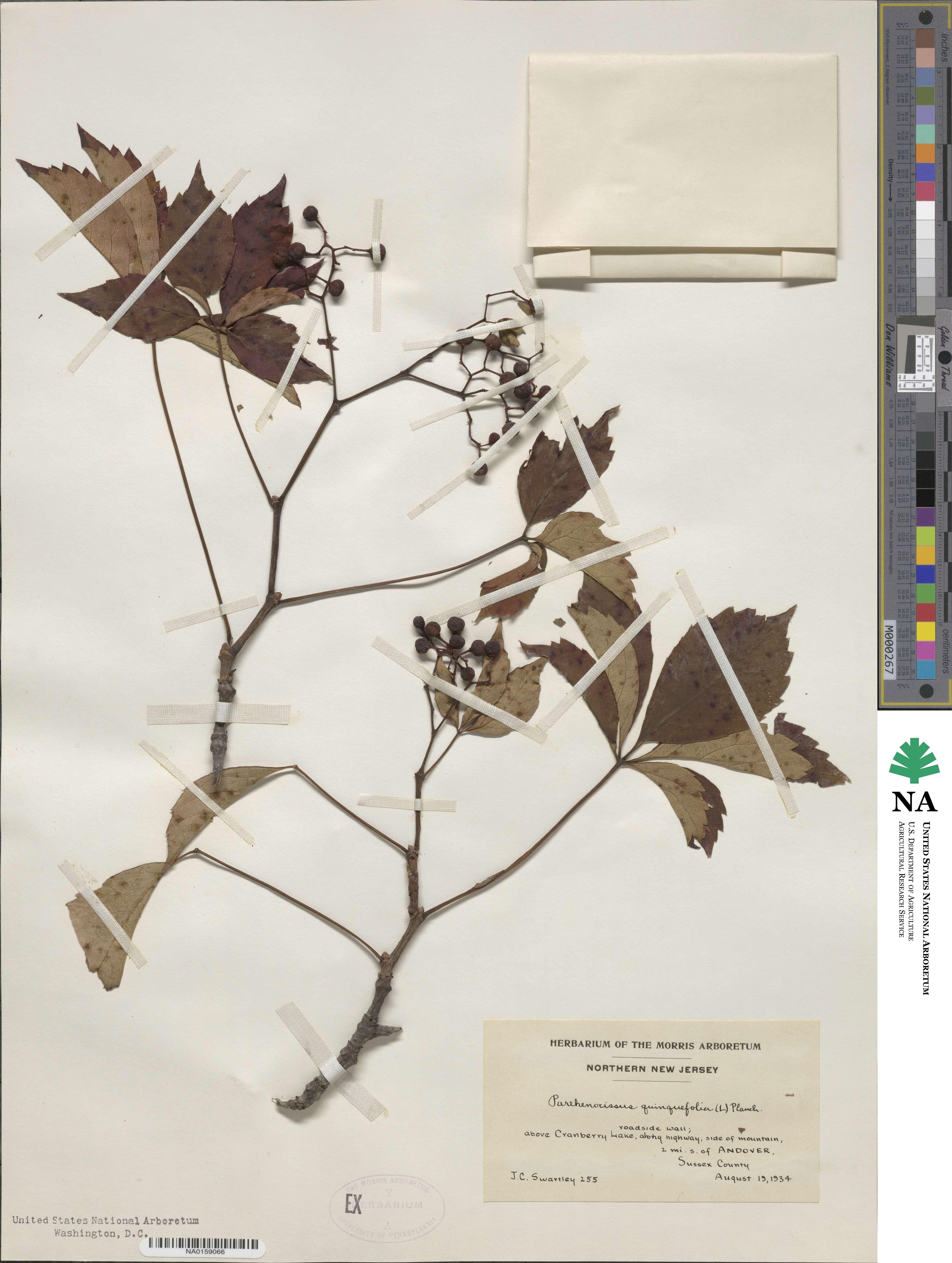 Parthenocissus quinquefolia image
