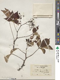 Parthenocissus quinquefolia image