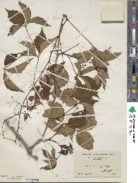 Parthenocissus quinquefolia image