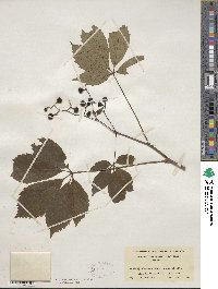 Parthenocissus quinquefolia image