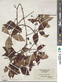 Parthenocissus quinquefolia image