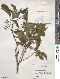 Parthenocissus quinquefolia image