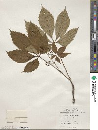 Parthenocissus quinquefolia image