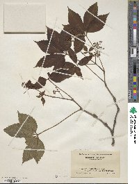 Parthenocissus quinquefolia image