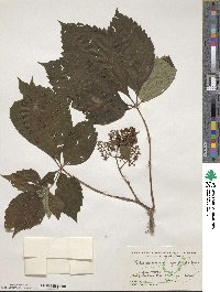 Parthenocissus quinquefolia image