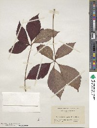 Parthenocissus quinquefolia image