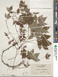 Parthenocissus quinquefolia image