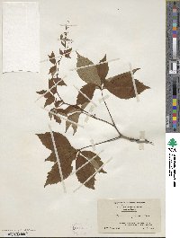 Parthenocissus quinquefolia image