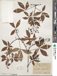 Parthenocissus quinquefolia image